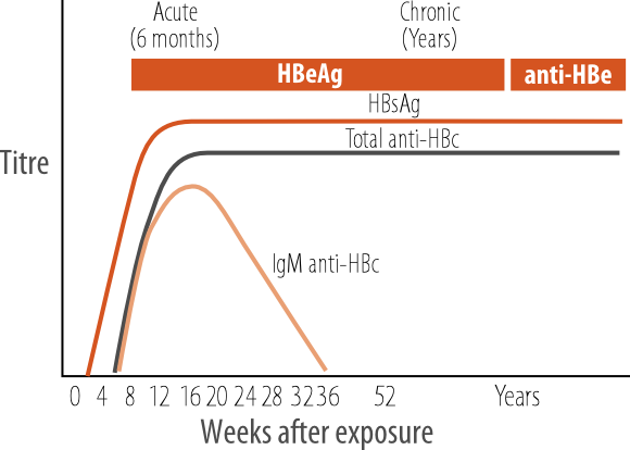 Natural History Of Hepatitis B Virus Infection - Testing Portal