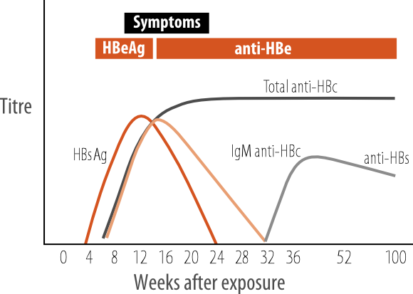 Natural History Of Hepatitis B Virus Infection Testing Portal